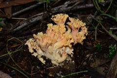 Ramaria anziana