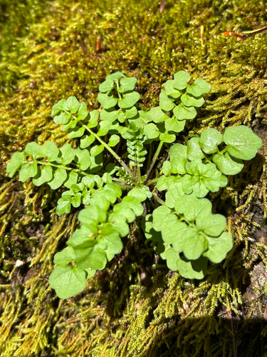 Cardamine pensylvanica