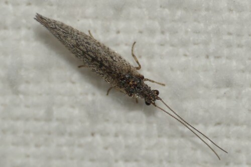 Micromus variolosus