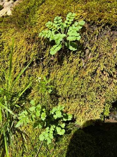 Cardamine pensylvanica, photograph 2
