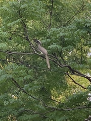 Ocyceros birostris
