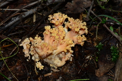 Ramaria anziana