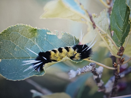 Spotted Tussock Moth
