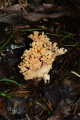 Ramaria anziana