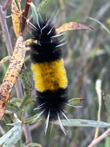 Spotted Tussock Moth