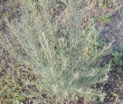 Artemisia californica