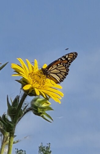 Monarch