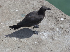 Leucophaeus fuliginosus