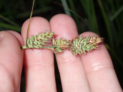 Carex buxbaumii observed 2026-08-29