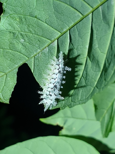 Spiny Oak-slug Moth (Euclea delphinii)