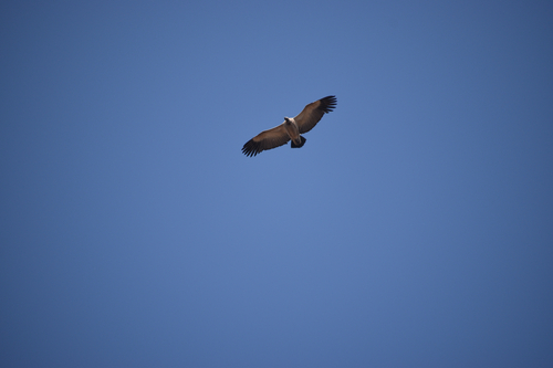 Cape Griffon