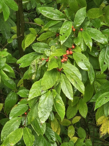 winterberry holly