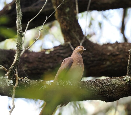 Brown Cuckoo-Dove