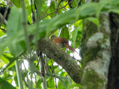 Synallaxis gujanensis