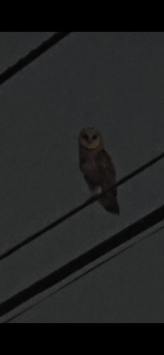 American Barn Owl
