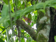 Synallaxis gujanensis