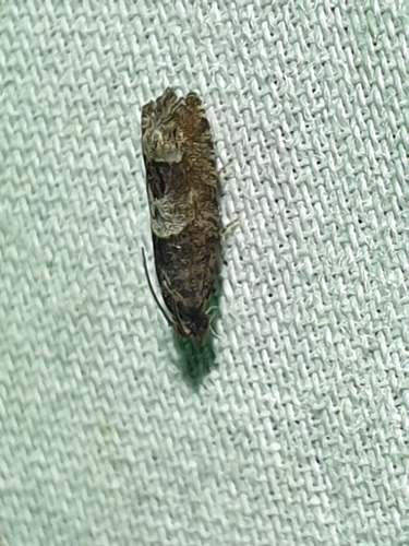 Aster Eucosma Moth (Eucosma parmatana)
