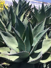 Agave shawii shawii