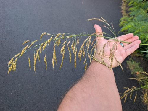 Sorghum bicolor observed 2026-08-29