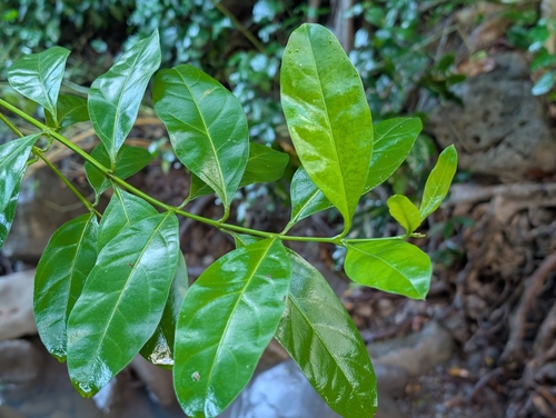 Citharexylum caudatum, photograph 4
