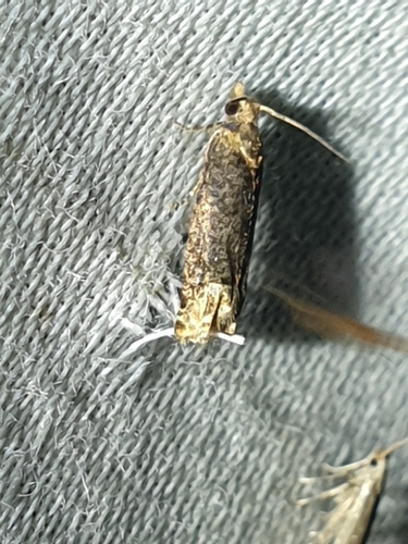 Buff-tipped Eucosma Moth (Eucosma ochroterminana)