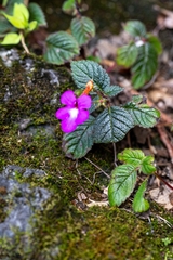 Large-flowered Achimenes (Achimenes grandiflora)