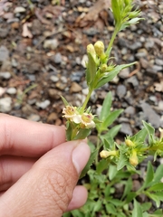Penstemon deustus