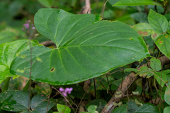 Xanthosoma mexicanum, photograph (c) Anthony Batista, some rights reserved (CC BY)