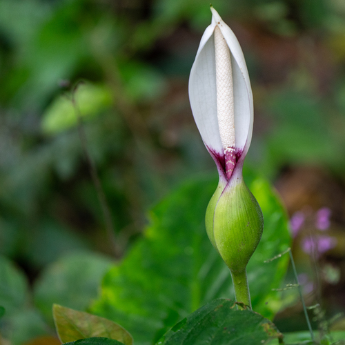 Xanthosoma mexicanum