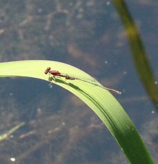 Enallagma dubium