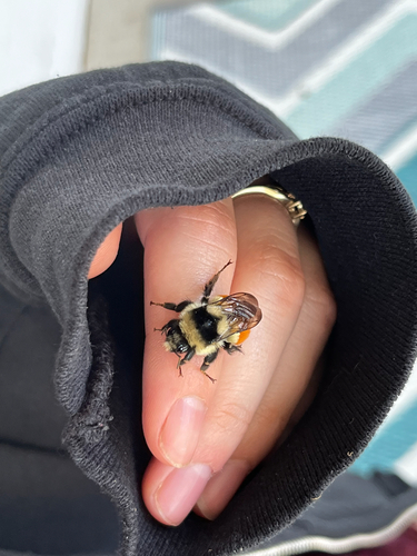 Tricolored Bumble Bee