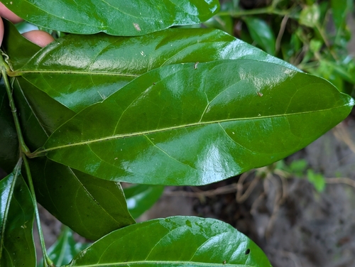 Citharexylum caudatum, photograph 2