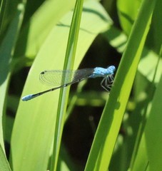 Enallagma daeckii