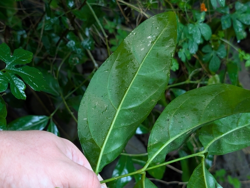 Citharexylum caudatum, photograph 3