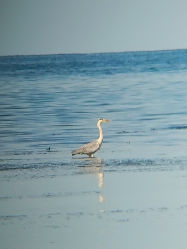 Grey Heron