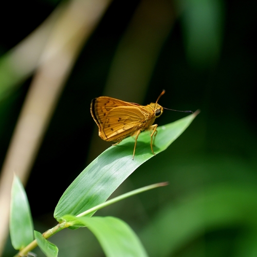 Linna Palm Dart