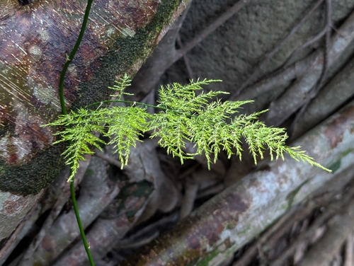 Asparagus setaceus observed 2026-08-29