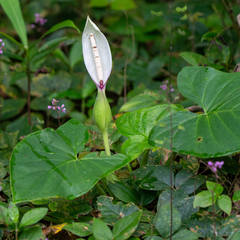 Xanthosoma mexicanum, photograph (c) Anthony Batista, some rights reserved (CC BY)