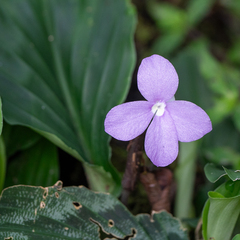 Kaempferia elegans
