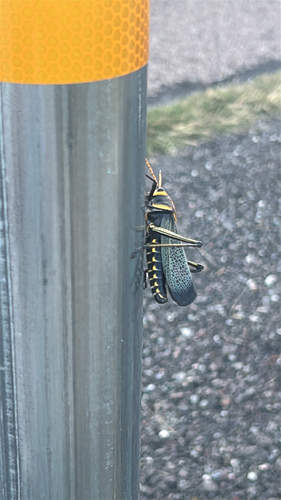 Horse Lubber Grasshopper