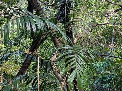 Ptychosperma propinquum observed 2026-08-29