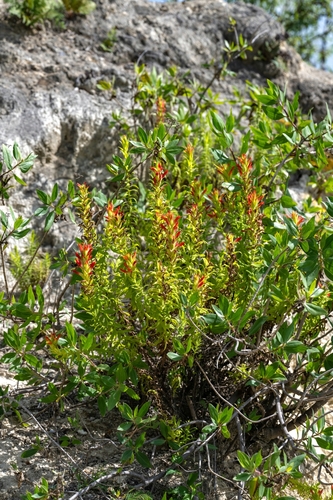 Castilleja auriculata (Castilleja auriculata)