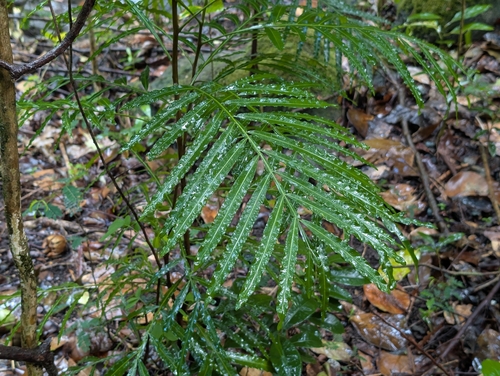 Filicium decipiens observed 2026-08-29