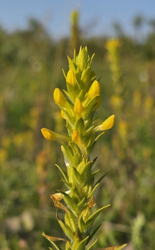 yellow owl's-clover