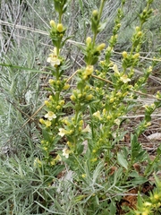 Penstemon deustus