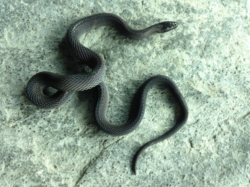 Szechwan Odd-scaled Snake, Achalinus meiguensis