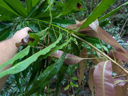 Mangifera indica observed 2026-08-29