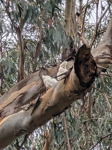 Little Corella