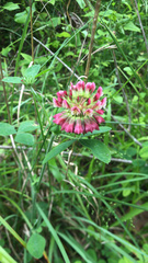 Trifolium reflexum