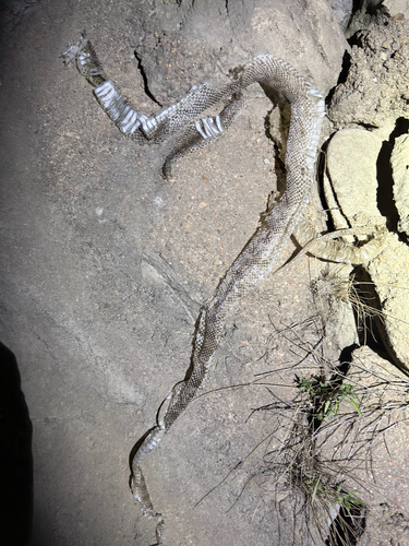 Gopher Snake